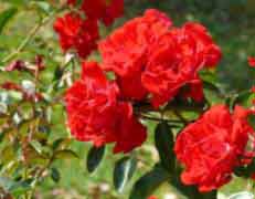 גן ורדים בפארק אוטופיה