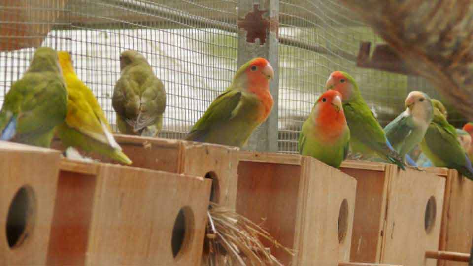 ציפור אהבה בפארק אוטופיה