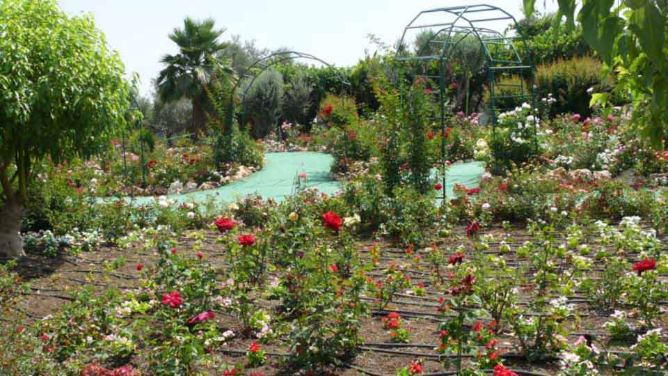 ורדים בפארק אוטופיה